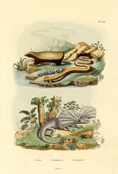 Worm Lizard by French School